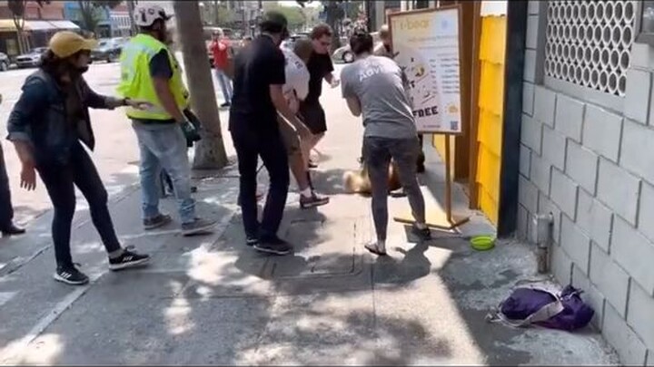 pitbull attack 😬😬