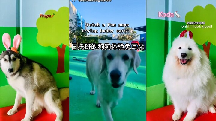 Kehidupan belajar anjing di penitipan harian Bagian 2