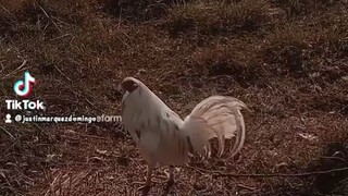 mini farm baloy cuyapo Nueva ecija