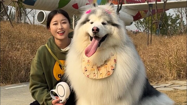 Hari ini jalan-jalan dengan Alaska seberat 50 kilogram, ada yang punya anak anjing sebesar ini?