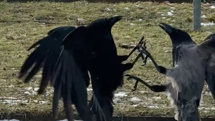 คุณผู้ชาย: “เมียฉันทั้งกินเก่ง ทั้งต่อยเก่ง!”