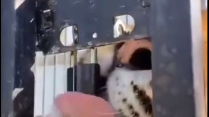 Semua hewan kecil punya keahlian masing-masing