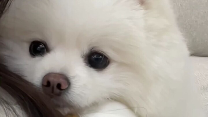 Berpura-pura mengabaikan anak anjing itu, ia kemudian menggunakan trik pamungkasnya yaitu bertingkah