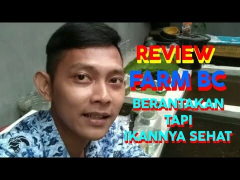 REVIEW FARM BETTA CIARUTEUN SETELAH LAMA HIATUS