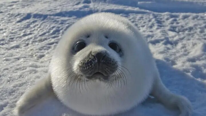 This little seal is the kind that’ll cry for ages if you poke it!