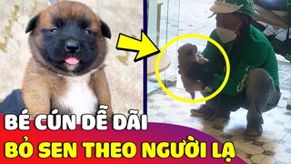 Bé cún nhỏ 'DỄ DÃI' được vuốt ve liền từ bỏ con sen để 'ĐI THEO NGƯỜI LẠ' 😅 Gâu Đần