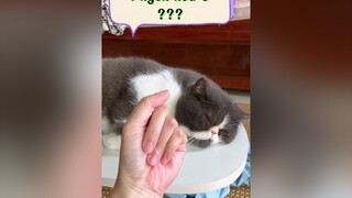 Đố Sen Làm Được NTN ! Ai Làm Được cmt Ảnh Nhận Quà 🎁 senoithuongem tiemmeosen meo cat meocute #