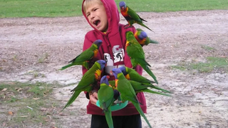 Funny Kids & Babies and Parrots Moment Compilation 2018