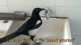 Animal Video | A Magpie That Can Sing And Turn On A Faucet