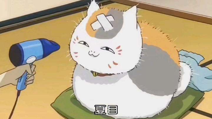 Kehidupan sehari-hari Natsume dan guru kucing yang lucu~