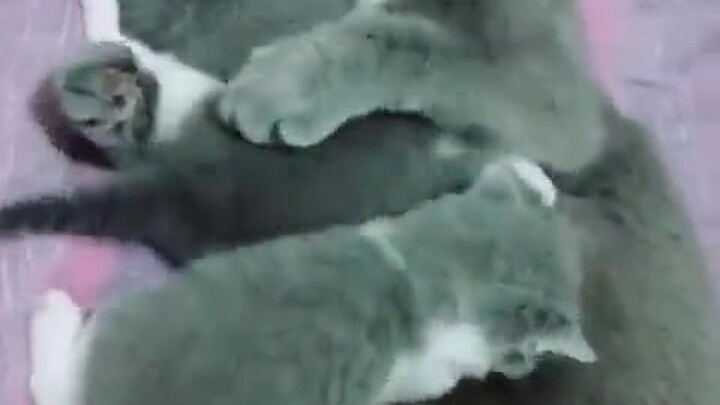 Liếm không nổi, tâm lý sụp đổ.