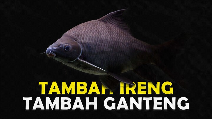 IKAN IRENG YANG SEKARANG LANGKA DITEMUKAN DI PULAU JAWA INDONESIA