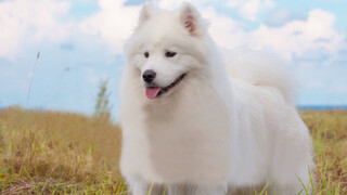 Samoyed dog's crazy behavior after drinking is really social