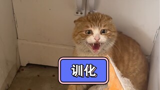 Look at me, a wild cat, biting people and subduing them with one move
