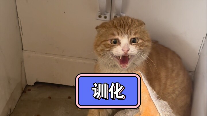 看我野猫咬人一招制服