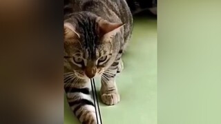 funny dog cat 2022 pet animals haihuoc vuinhon