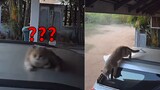 Động vật|Tổng hợp video hài hước của mèo.