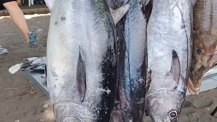 Big catch!