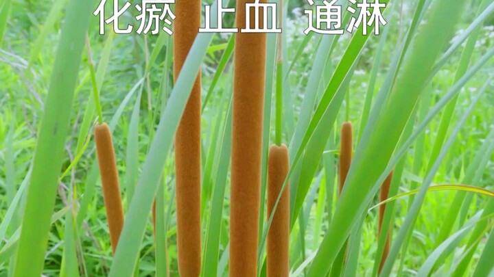 【Pu Huang】Ever played with this cattail spike? The pollen from water candle cattails is super useful