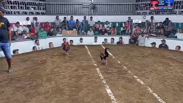 5 stag derby new cuenca arena