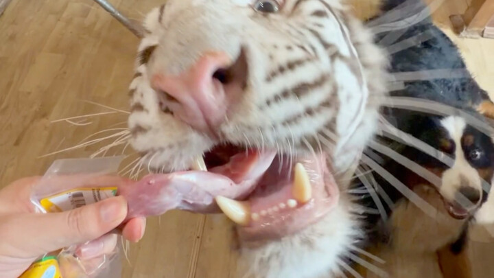 🦓: If the tiger doesn’t show its might, you think I’m just Hello Kitty?