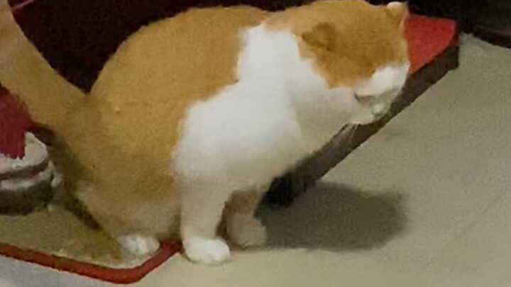 The little kitten mistook the litter box...