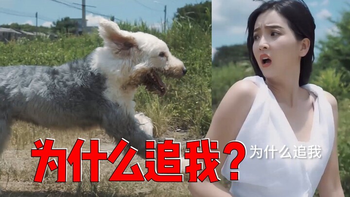 Why are you chasing me?