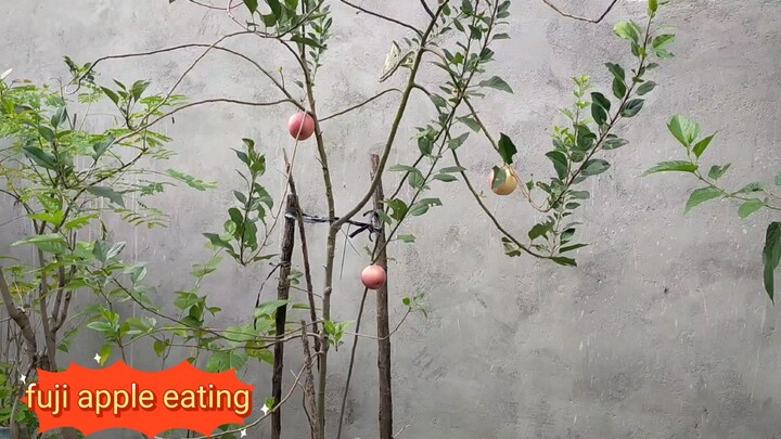 harvest fuji apple ang eating🍎🍎