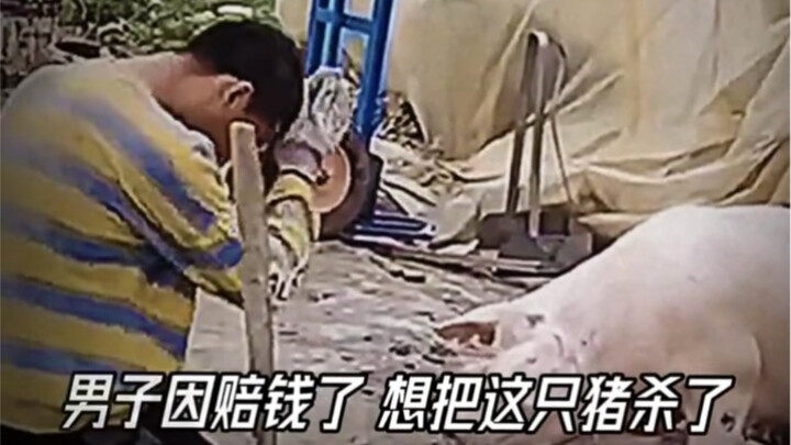 All Things in This World Have a Soul: The Pig Kneels Before Its Master