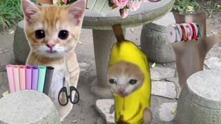Kucing Pisang Memulai Bisnis di Festival Qixi