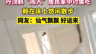 黑龙江齐齐哈尔。丹顶鹤“闯入”居民家中讨鱼吃，赖在床上悠闲散步，网友：仙气飘飘 好运来 