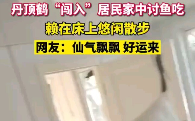 黑龙江齐齐哈尔。丹顶鹤“闯入”居民家中讨鱼吃，赖在床上悠闲散步，网友：仙气飘飘 好运来 