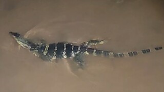 Pernahkah Anda bertemu buaya saat memancing? Di sana juga banyak hewan kecil yang lucu.