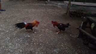 5๐ ๐๐ฌ๐๐๐ฉ๐๐ง ๐๐ ๐๐๐ก๐๐๐ฃ ๐๐๐ก๐จ๐ค ๐จ๐ฅ๐๐ง