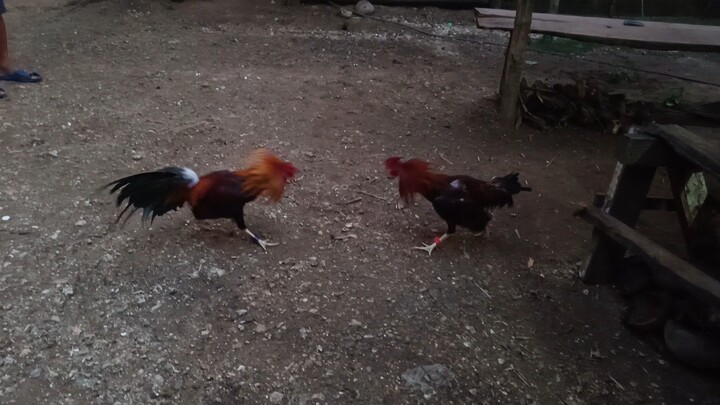 5𝙠 𝙎𝙬𝙚𝙖𝙩𝙚𝙧 𝙑𝙎 𝙈𝙘𝙡𝙚𝙖𝙣 𝙆𝙚𝙡𝙨𝙤 𝙨𝙥𝙖𝙧