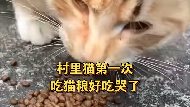 Giải mã chú mèo nổi tiếng: Phản ứng lần đầu tiên của mèo con trong làng khi ăn hạt, còn không quên n