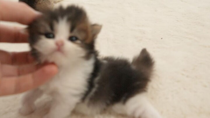 Adalah bayi kecil yang imut dan manja!