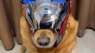 Công nghệ thay đổi cuộc sống của chó OvO