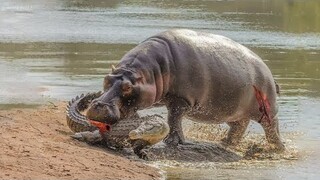 This Crocodile Will Never Mess With Any Hippo In His Life Again - Wild Animal Fights