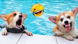Funny Dog And Cat 😍🐶😻 Funniest Animals #147