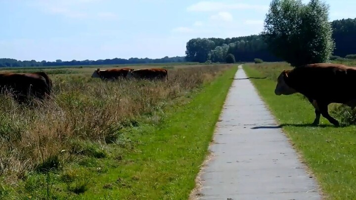 ,t Roegwold Westerpolder . Hoe de Hereford stier de kudde bij elkaar houd.
