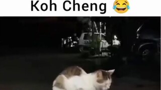 kucing cina🗿