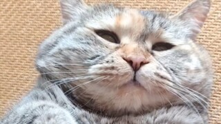 لا تسهر مع القطط نهارًا، بل تلعب وتجدّ في الليل