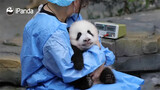 Binatang|Panda Raksasa yang Manja dan Bertingkah Lucu
