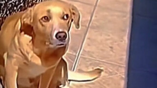 Dog: You’ve got a bit too much screen time today, huh?