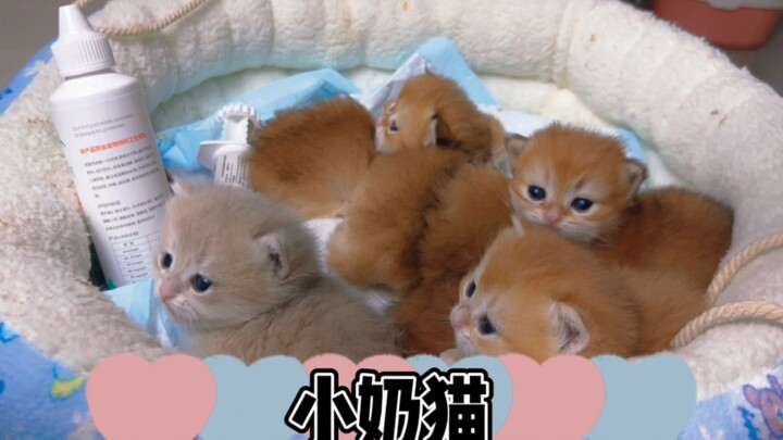 A 18-day-old kitten, the so-called walking wallet, has arrived—like a gas canister.