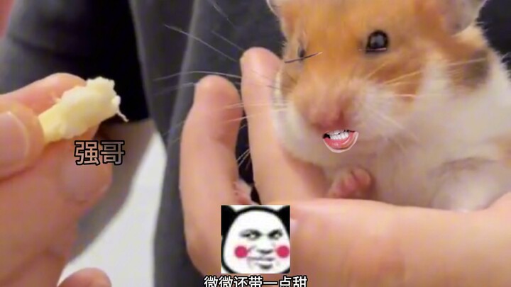 Chuột hamster: Đôi khi thật muốn báo thù J