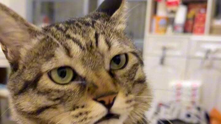 Mi-mou mi-mou～ Beneran bisa memanggil kucing kecil lho!