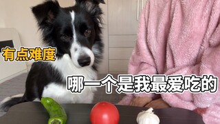 狗子主人默契度大考验