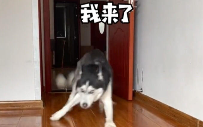 Ineffective Dog Barking vs. Effective Dog Barking